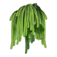 Selenicereus Cactus | Teevron