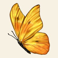 Flying Cloudless Sulphur Butterfly Vintage Tee | Teevron