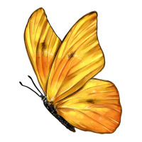 Flying Cloudless Sulphur Butterfly | Teevron