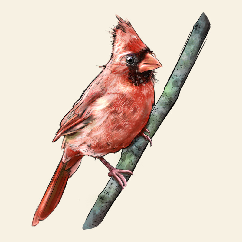 Northern Cardinal Bird Vintage Tee by LillyAllenDesigns | Teevron