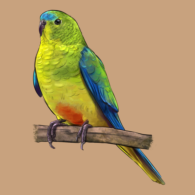 Neophema Parrot Vintage Tee by LillyAllenDesigns | Teevron