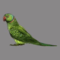 Ring Necked Parakeet Vintage Tee | Teevron