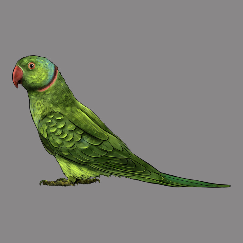 Ring Necked Parakeet Vintage Tee by LillyAllenDesigns | Teevron