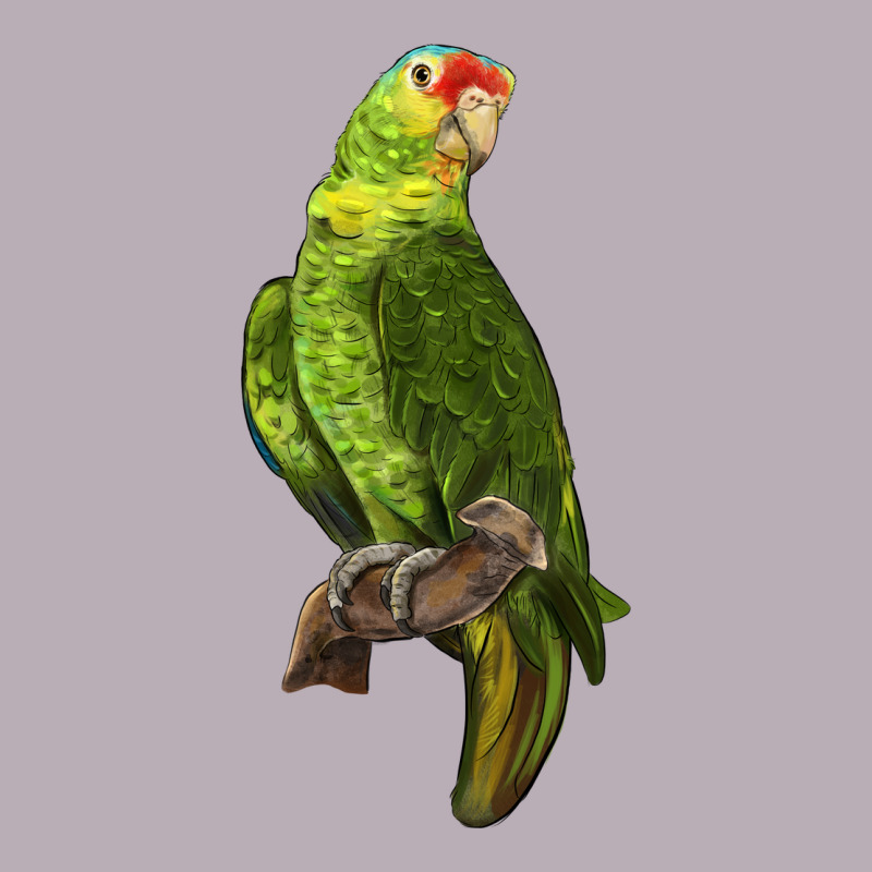 New Zealand Paraket Parrot Vintage Tee by LillyAllenDesigns | Teevron
