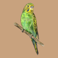 Budgeriar Bird Parrot Vintage Tee | Teevron