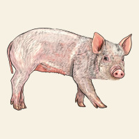 American Yorkshire Pig  Baby Vintage Tee | Teevron