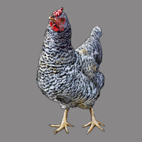 Dominique Chicken Vintage Tee | Teevron