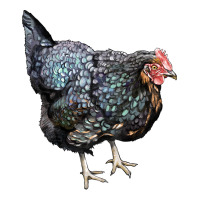 jersey giant chicken | Teevron