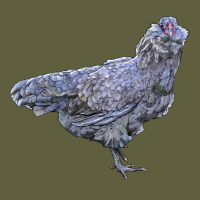 Ameraucana Chicken Vintage Tee | Teevron