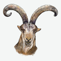 Spanish Goat Face Urban Heavy Tee | Teevron