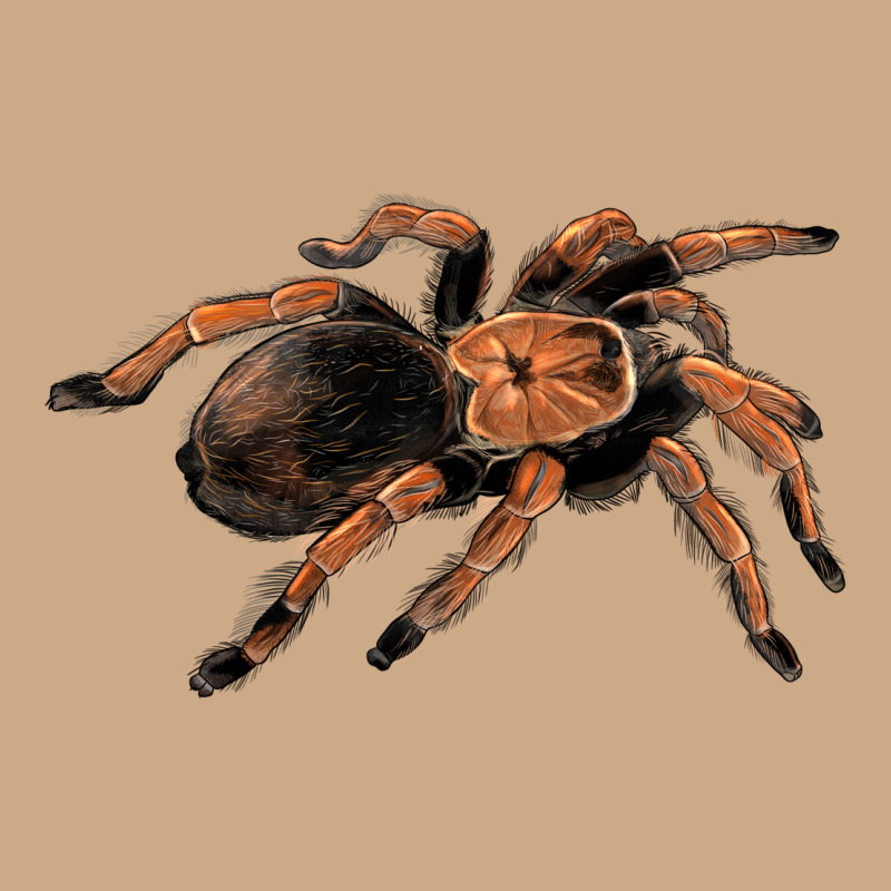 Mexican Red Knee Tarantula Vintage Hoodie by LillyAllenDesigns | Teevron