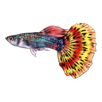 Guppy Fish | Teevron