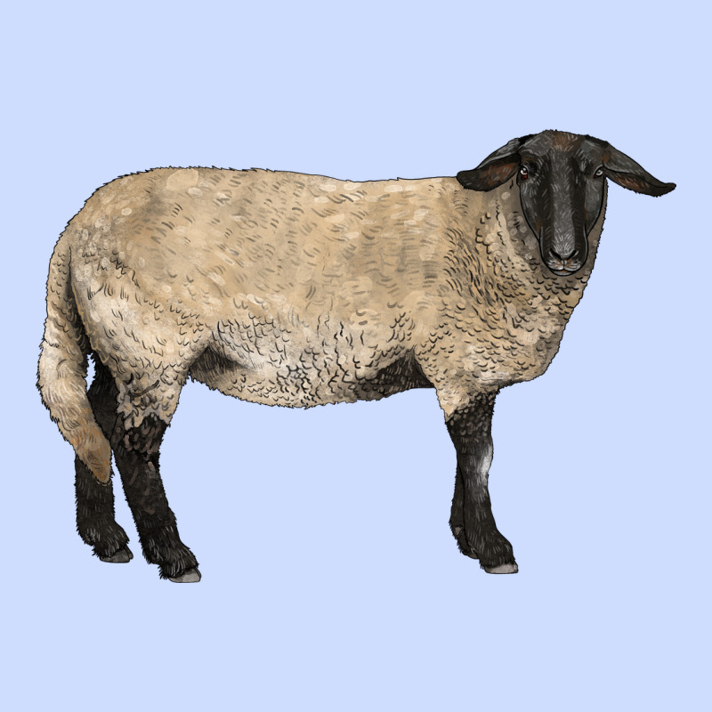 Suffolk Sheep Urban Heavy Tee by LillyAllenDesigns | Teevron