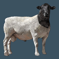 Dorper Sheep Urban Heavy Tee | Teevron
