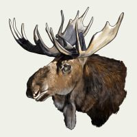 Moose Buck Deer Head Urban Heavy Tee | Teevron