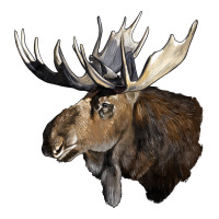 moose buck deer head | Teevron
