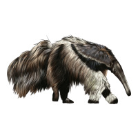 anteaters | Teevron