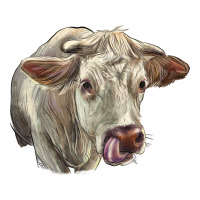 Charolais Cattle Face | Teevron