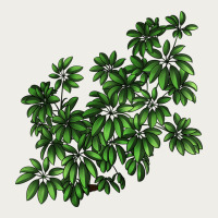 Botanical Schefflera Illustrations Zipper Hoodie | Teevron