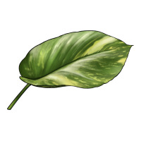 Golden Pothos Leaf | Teevron