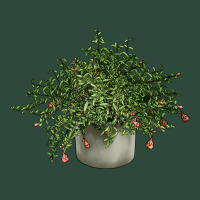 Dwarf Pomegranate Tree Illustrations Zipper Hoodie | Teevron
