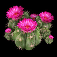 Eagle Claws Cacti Urban Heavy Tee | Teevron