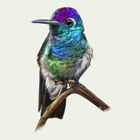 Rivoli`s Hummingbird Urban Heavy Tee | Teevron