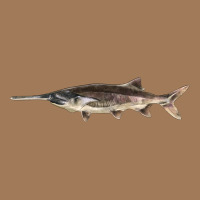 Paddlefish Illustrations, Classic Tee | Teevron