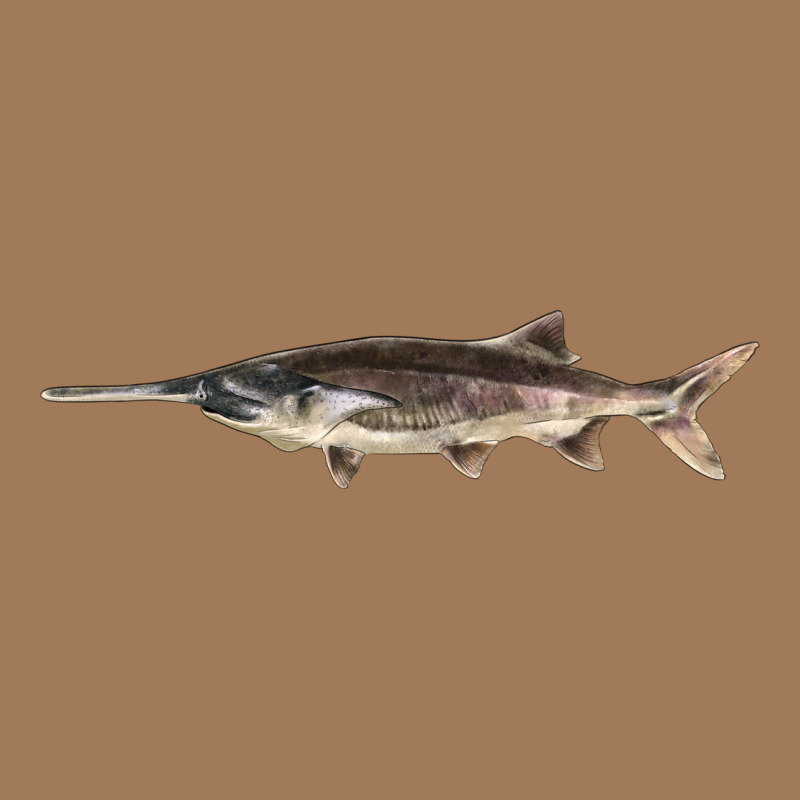 Paddlefish Illustrations, Classic Tee by LillyAllenDesigns | Teevron