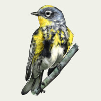 Yellow Rumped Warbler Urban Heavy Tee | Teevron
