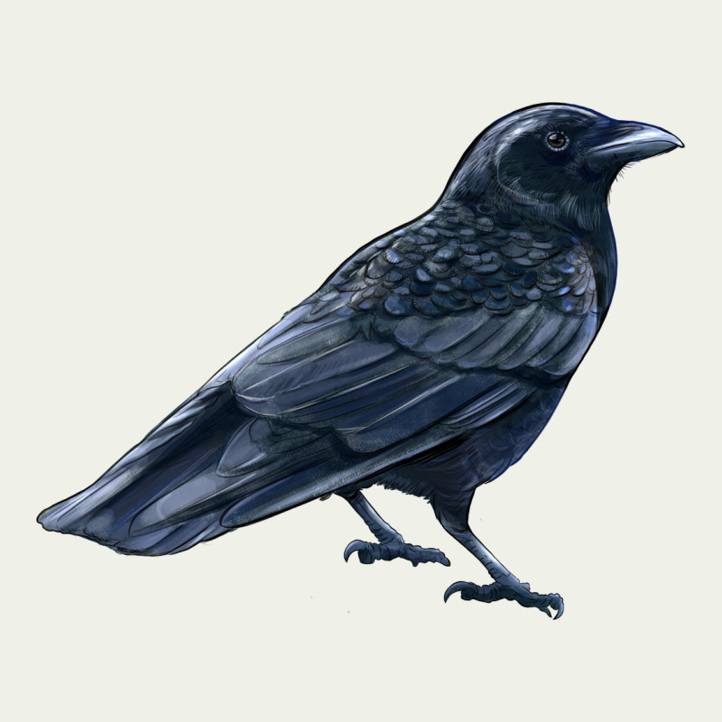 American Crow Urban Heavy Tee by LillyAllenDesigns | Teevron