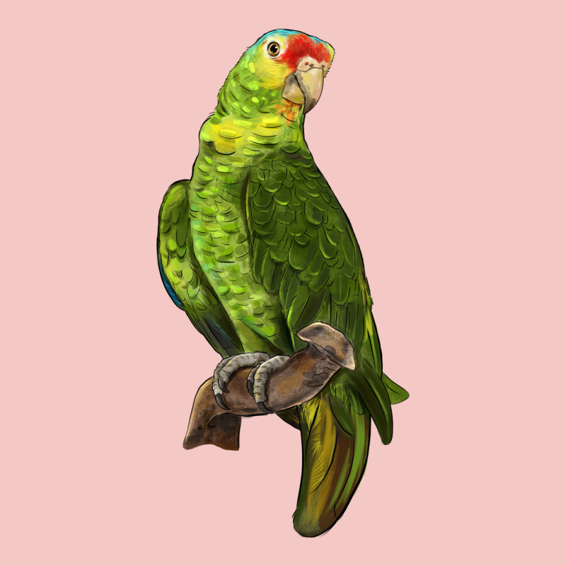 New Zealand Paraket Parrot Urban Heavy Tee by LillyAllenDesigns | Teevron