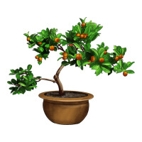 Guava Tree Bonsai Illustrations | Teevron