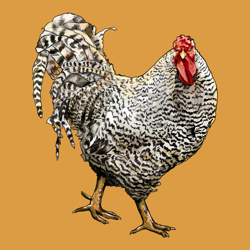 Dominique Rooster Urban Heavy Tee by LillyAllenDesigns | Teevron