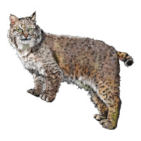 Bobcat | Teevron