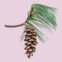 White Pine Cone Classic Tee | Teevron