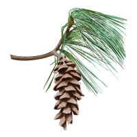 white pine cone | Teevron