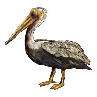 louisiana state bird pelican | Teevron