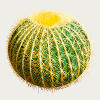 Golden Barrel Cactus Zipper Hoodie | Teevron
