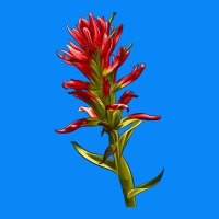 Indian Paintbrush Zipper Hoodie | Teevron