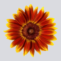 Little Becka Sunflower Zipper Hoodie | Teevron