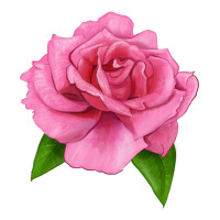Perfume Delight Rose | Teevron