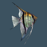 Angelfish Urban Heavy Tee | Teevron