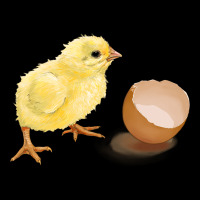 Chick With Egg Ladies Tee | Teevron