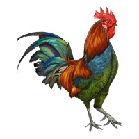 rooster | Teevron