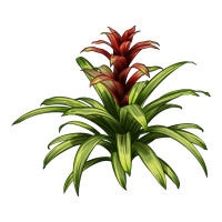Bromeliads | Teevron