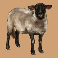 Suffolk Ewe Vintage Tee | Teevron