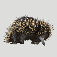 Short Beaked Echidna Zipper Hoodie | Teevron