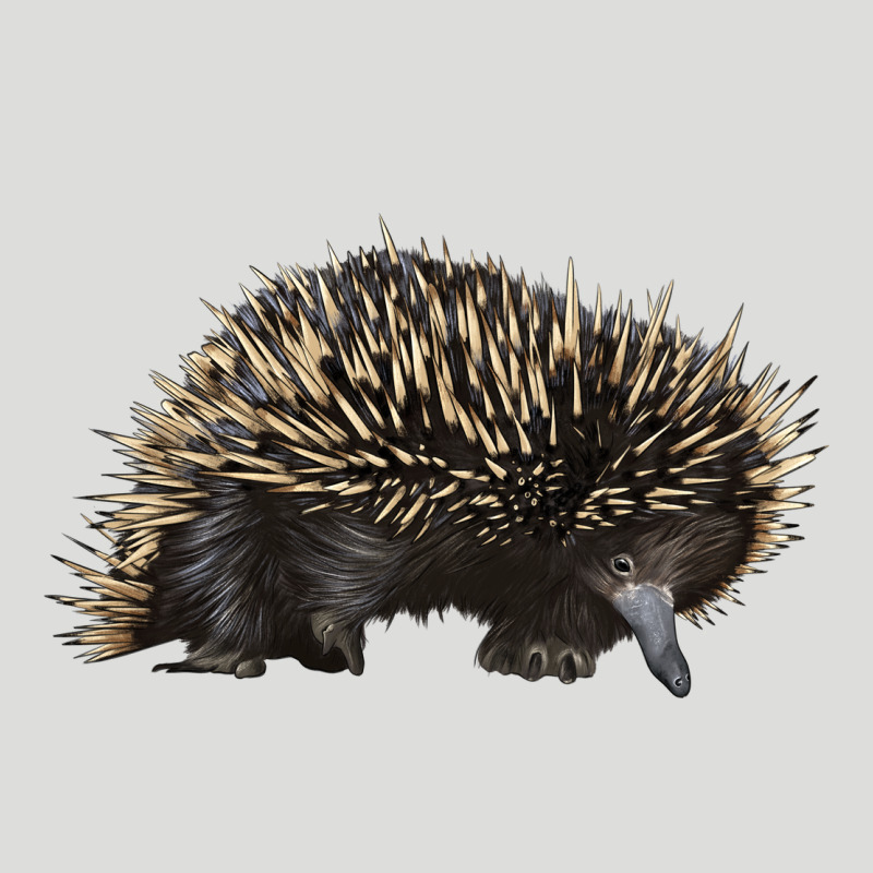 Short Beaked Echidna Zipper Hoodie by LillyAllenDesigns | Teevron