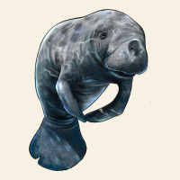 Manatee Illustrations Vintage Tee | Teevron